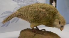 Kakapo Museo